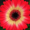 Blooming Red Gerbera Daisy Paint By Numbers