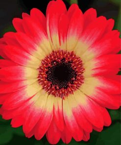 Blooming Red Gerbera Daisy Paint By Numbers