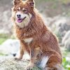 Brown Finnish Lapphund Dog Paint By Numbers