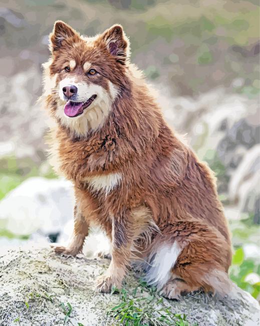 Brown Finnish Lapphund Dog Paint By Numbers