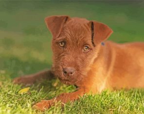 Brown Patterdale Terrier Dog Paint By Numbers