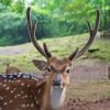 Close Up Axis Deer Animal Paint By Numbers