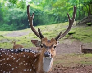 Close Up Axis Deer Animal Paint By Numbers