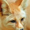 Close Up Fennec Fox Paint By Numbers