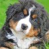 Cute Bernedoodle Puppy Paint By Numbers