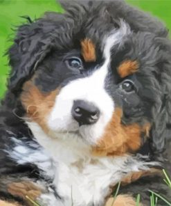 Cute Bernedoodle Puppy Paint By Numbers