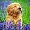 Golden Puppy In Lavender Field Paint By Numbers