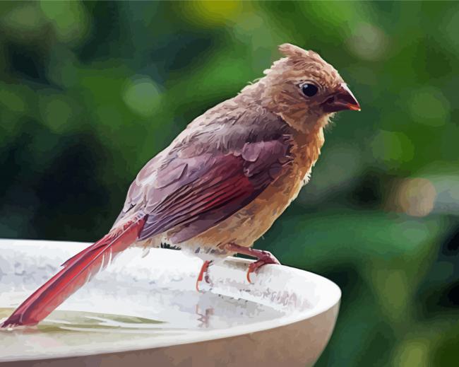 Juvenile Cardinal Bird Paint By Numbers
