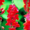 Red Snapdragons Paint By Numbers