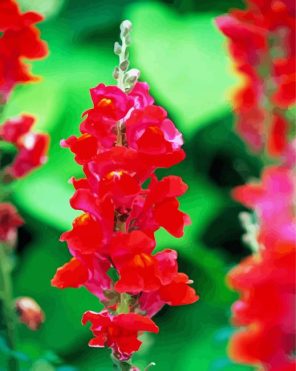 Red Snapdragons Paint By Numbers