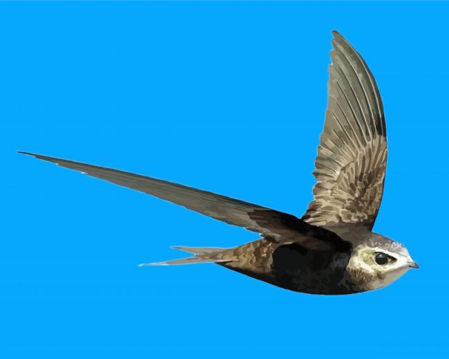 Swift Bird And Blue Sky Paint By Numbers