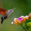 The hummingbird Hawk Moth Insect Paint By Numbers
