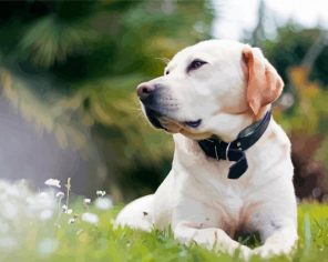 White Labrador Dog Paint By Numbers
