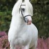 White Welsh Pony Animal Paint By Numbers
