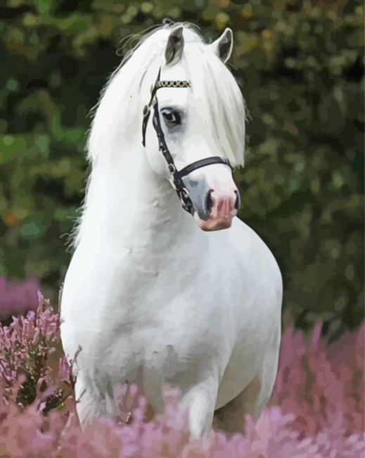 White Welsh Pony Animal Paint By Numbers