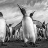 Adorable Black And White Penguins Paint By Numbers