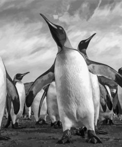 Adorable Black And White Penguins Paint By Numbers