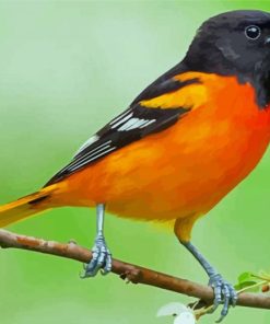 Aesthetic Orioles Bird Illustration Paint By Numbers