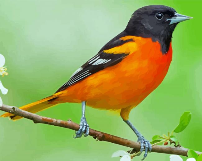 Aesthetic Orioles Bird Illustration Paint By Numbers