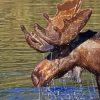 Brown Moose Head In Water Paint By Numbers