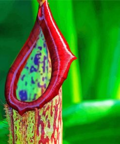 Close up Pitcher Plant Paint By Numbers