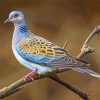 Cool Turtle Dove Paint By Numbers