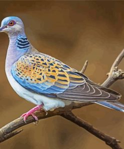 Cool Turtle Dove Paint By Numbers