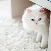 Fluffy White Cat Paint By Numbers