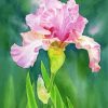 Pink Iris Art Paint By Numbers