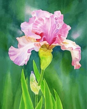Pink Iris Art Paint By Numbers