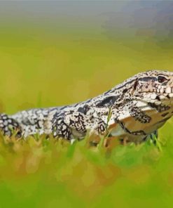 Tegu Lizard Reptile Paint By Numbers