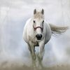 White Mare Horse Paint By Numbers